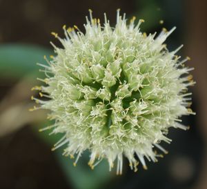 Close-up of cactus flower