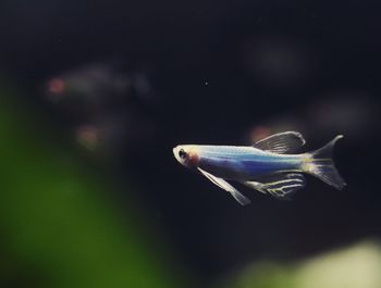 Close-up of fish swimming in sea