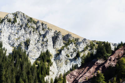 Low angle view of trees on mountain against sky