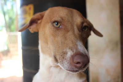 Close-up portrait of dog looking at camera