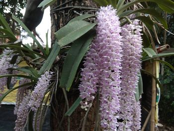 Close-up of purple flowering plant