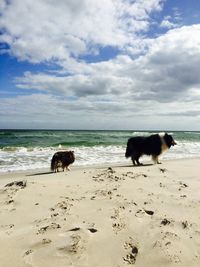 Dog on beach