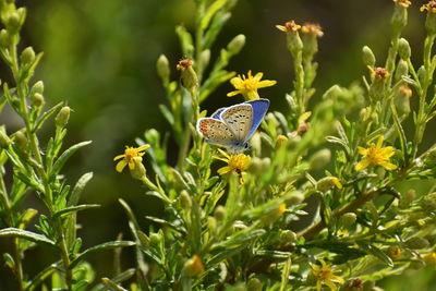 Close-up of butterfly pollinating on flower