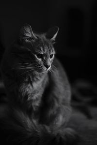 Close-up of cat resting at home