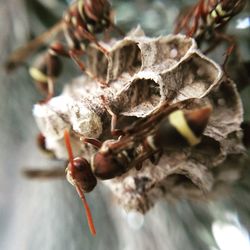 Close-up of insect