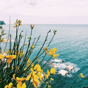 Close-up of yellow flowers by sea against sky