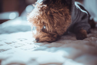 Close-up of dog relaxing on bed at home