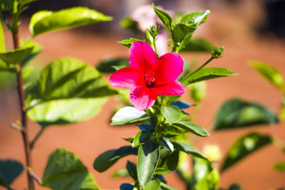 Close-up of pink flowering plant