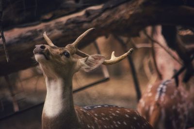 Close-up of deer