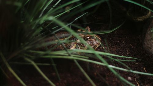Close-up of lizard on grass at night