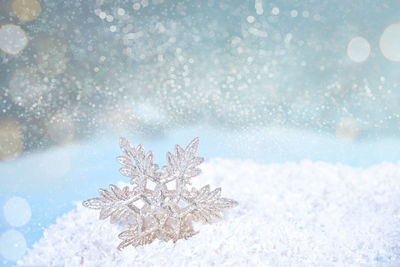 Close-up of snow on tree