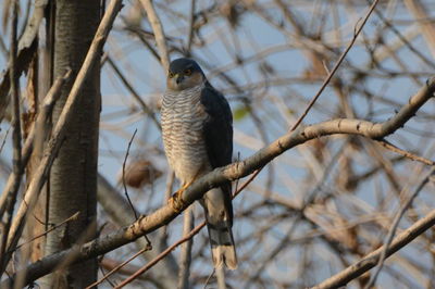 Low angle view of owl perching on tree