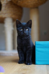 Portrait of black cat sitting on floor