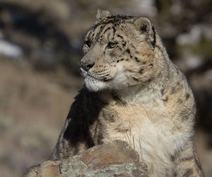 Close-up of snow leopard looking away