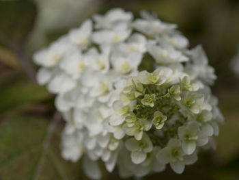 Close-up of white hydrangea outdoors