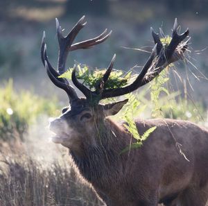 Stag with mouth open on field