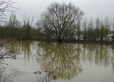 Reflection of bare trees in lake against sky