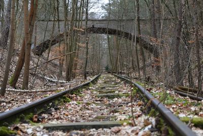 Railroad tracks amidst trees in forest