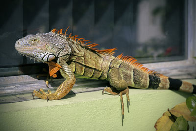 Close-up of iguana