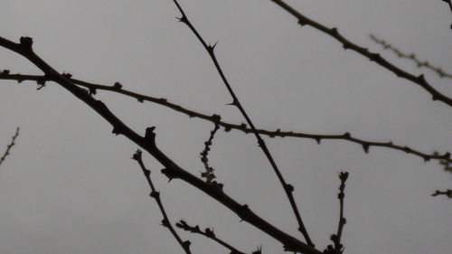 Low angle view of bare tree against sky