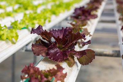 Close-up of flowering plant