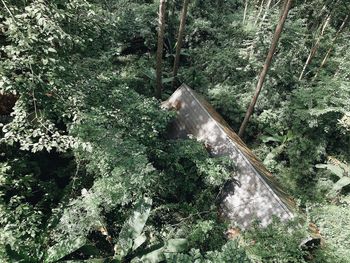 High angle view of water flowing in forest