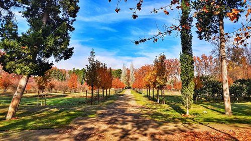 Footpath amidst trees against sky during autumn