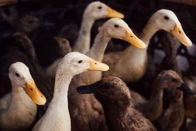 Close-up of ducks 