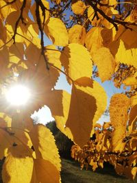 Close-up of yellow maple leaves against bright sun