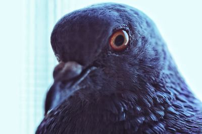 Close-up portrait of a bird