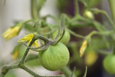 Close-up of fruit on plant