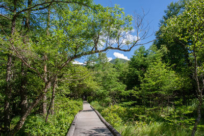 Footpath amidst trees in forest