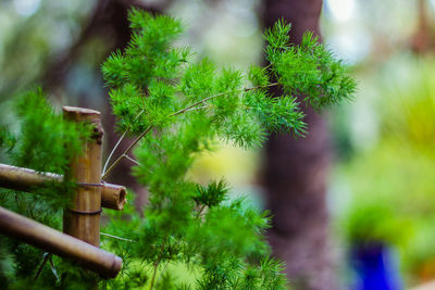 Plant growing on tree trunk