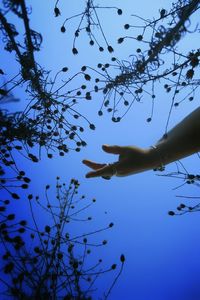 Low angle view of branches against clear blue sky