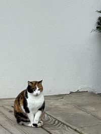 Portrait of cat sitting on wall