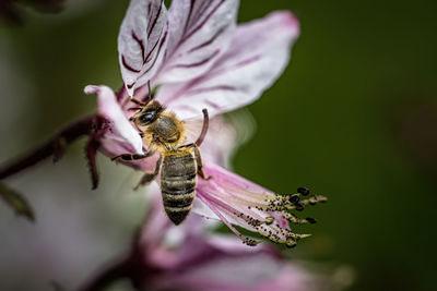 Close-up of bee pollinating on purple flower