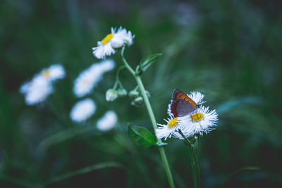Close-up of butterfly pollinating on flower