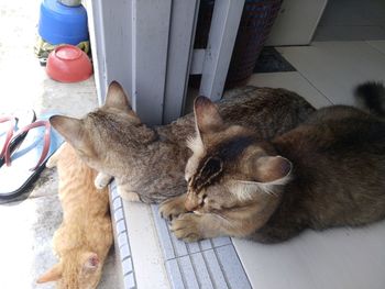 High angle view of cat sleeping