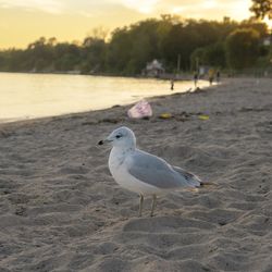 Close-up of seagull perching on sand