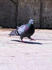 Bird perching on wall