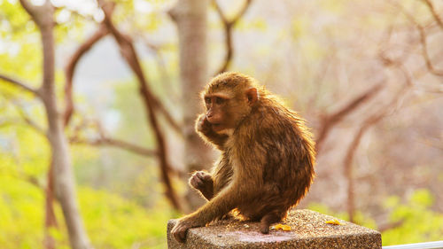 Lion sitting on tree