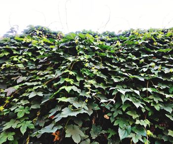 Low angle view of ivy growing on tree