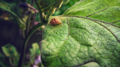 Close-up of insect on leaf