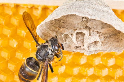 Close-up of bee pollinating on yellow flower