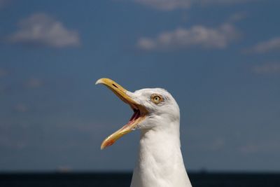 Close-up of seagull head with open beak against sea