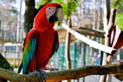 Close-up of parrot perching on tree in cage