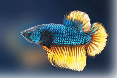 Siamese fighting fish,betta splendens,blue fish, blurred background, halfmoon betta.