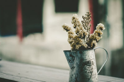 Close-up of potted plant on table