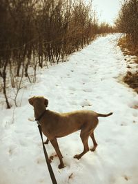 Dog standing on field