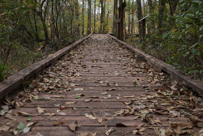 Surface level of railroad track amidst trees in forest